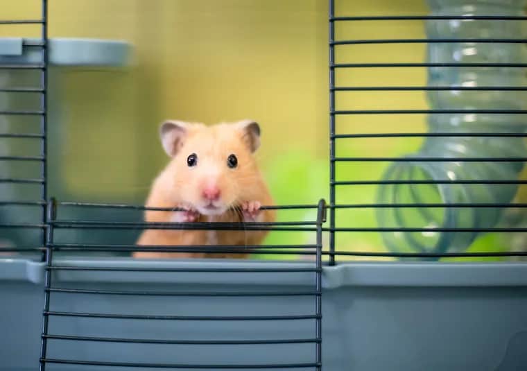 Ile zębów ma chomik? Zaskakujące fakty o ich uzębieniu