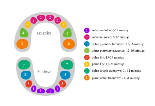 Kiedy wychodzą zęby 6 – co mówią rodzice na forum o doświadczeniach?