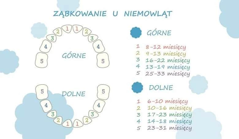 Ile rośnie ząb? Poznaj czas wyrzynania i objawy bólu zębów